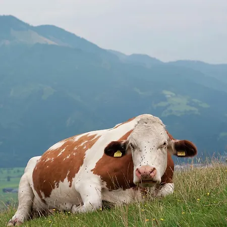 Lägenhet Brucklbauer